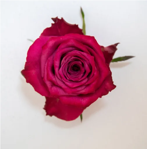 Blueberry magenta rose