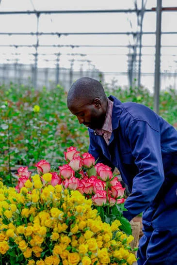 Primarosa greenhouses