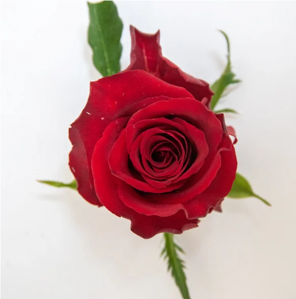 Ever Red rose