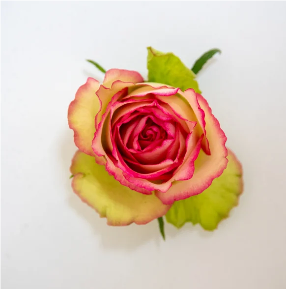 Glow cream and pink bicolour rose